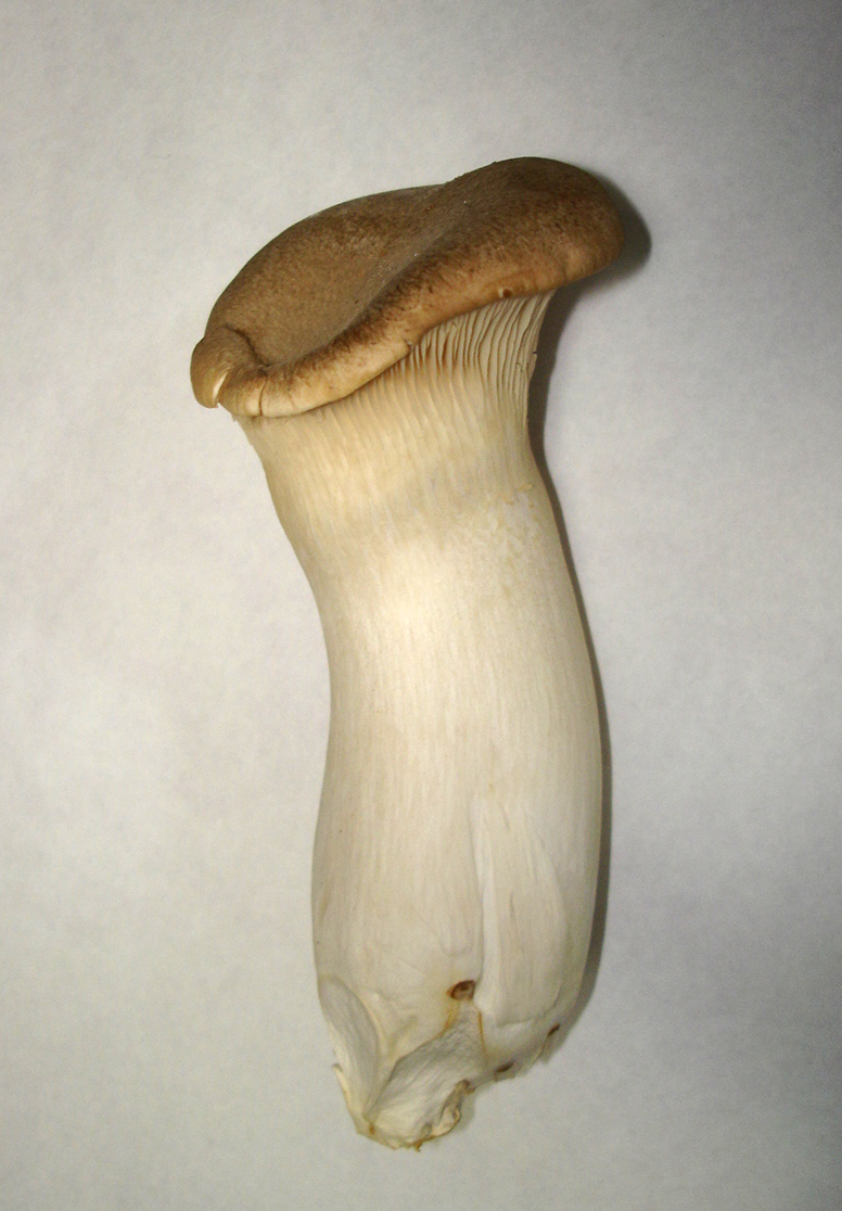 King oyster mushroom