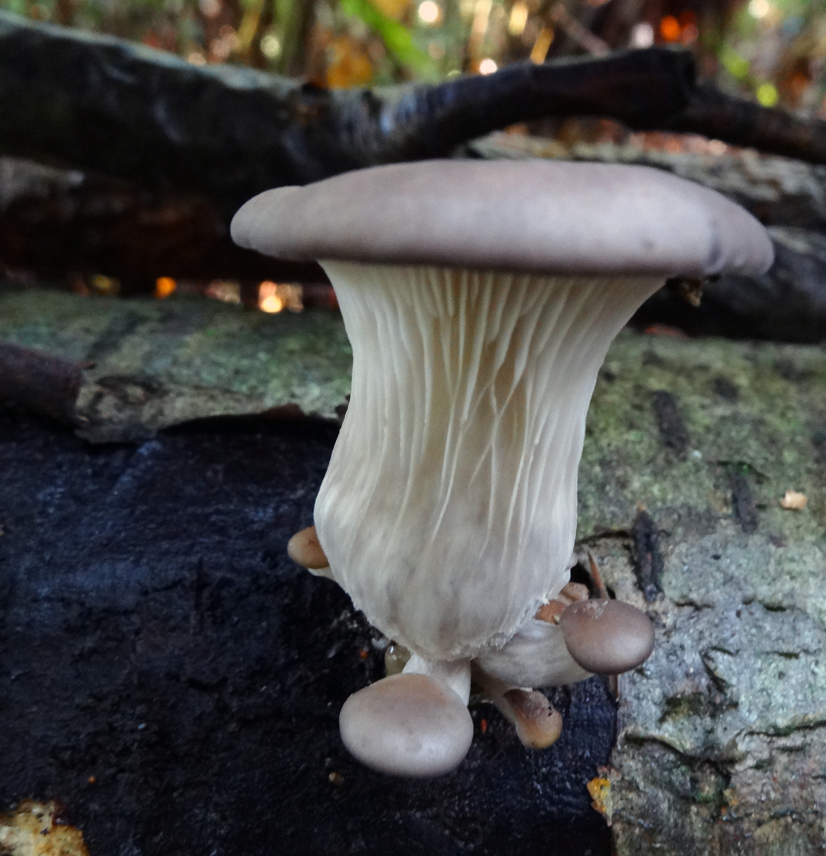 Oyster mushroom cluster