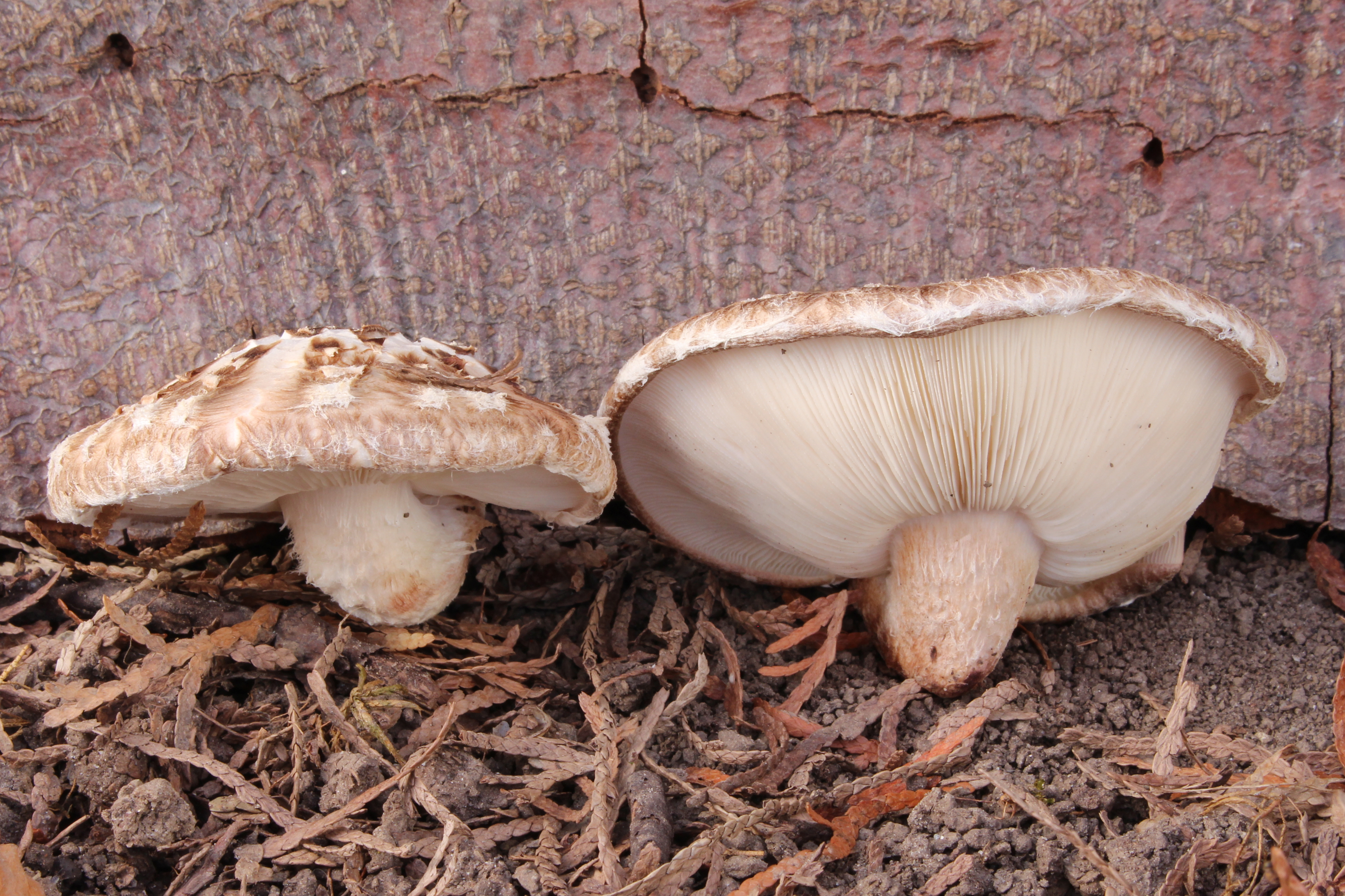 Shiitake mushrooms