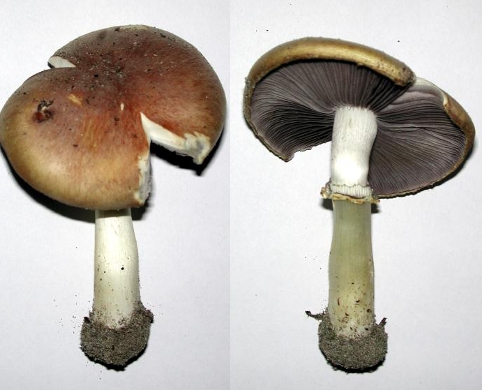 Wine cap mushroom
